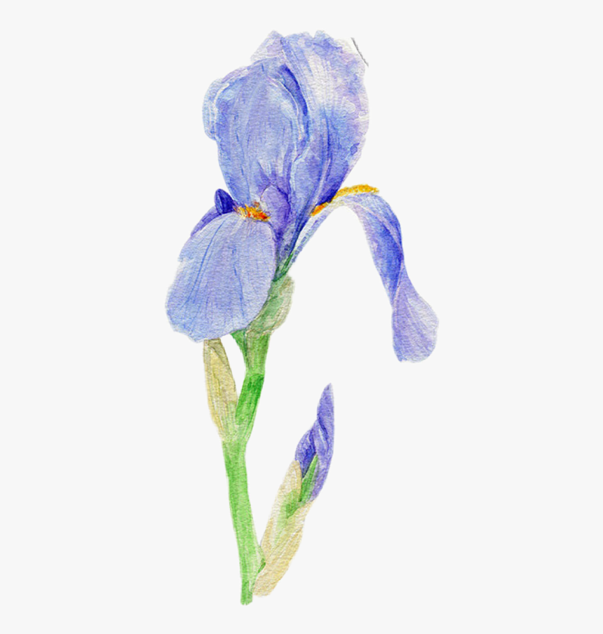 #iris #flower #flowers #blueflow