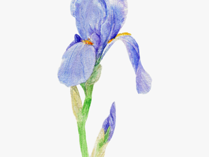 #iris #flower #flowers #blueflower #blueflowers - Iris Versicolor