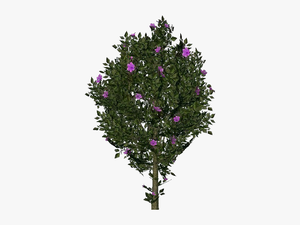3d Flowers - Violet Hibiscus - Acca Software - Christmas Tree