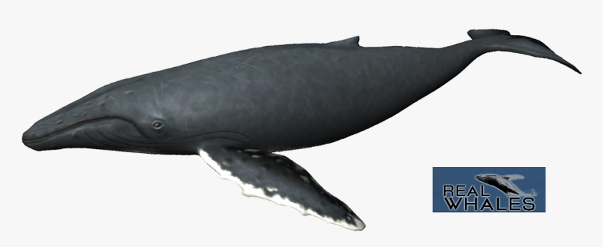 Humpback Whale Png - Grey Whale