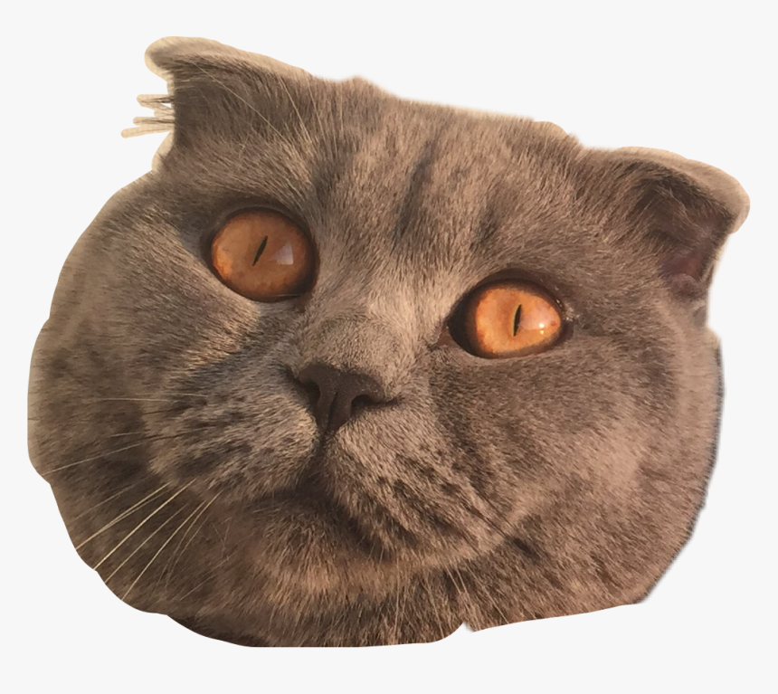 Transparent Cat Eyes Png - British Shorthair