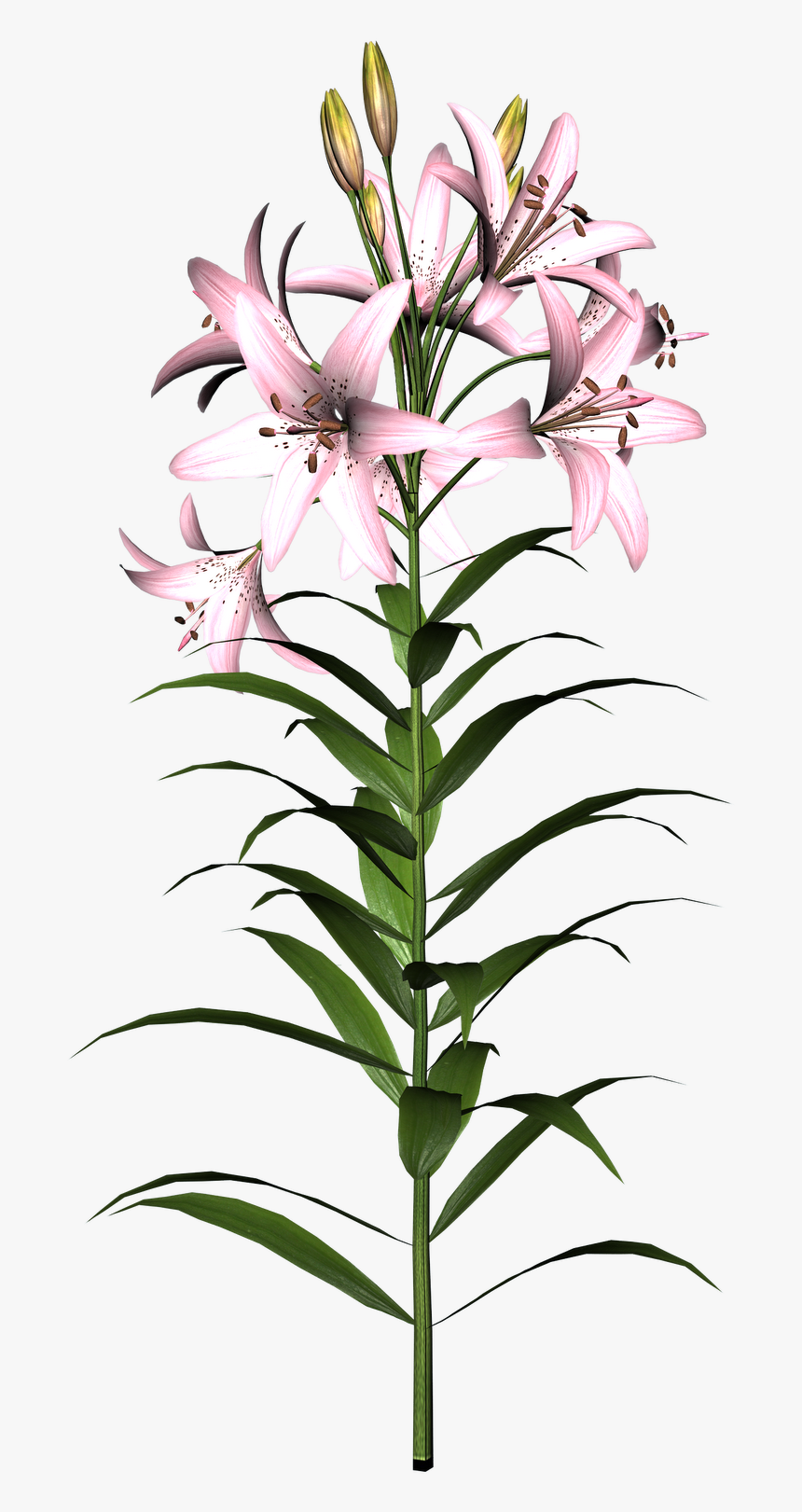 Transparent Free Clipart Lily - 