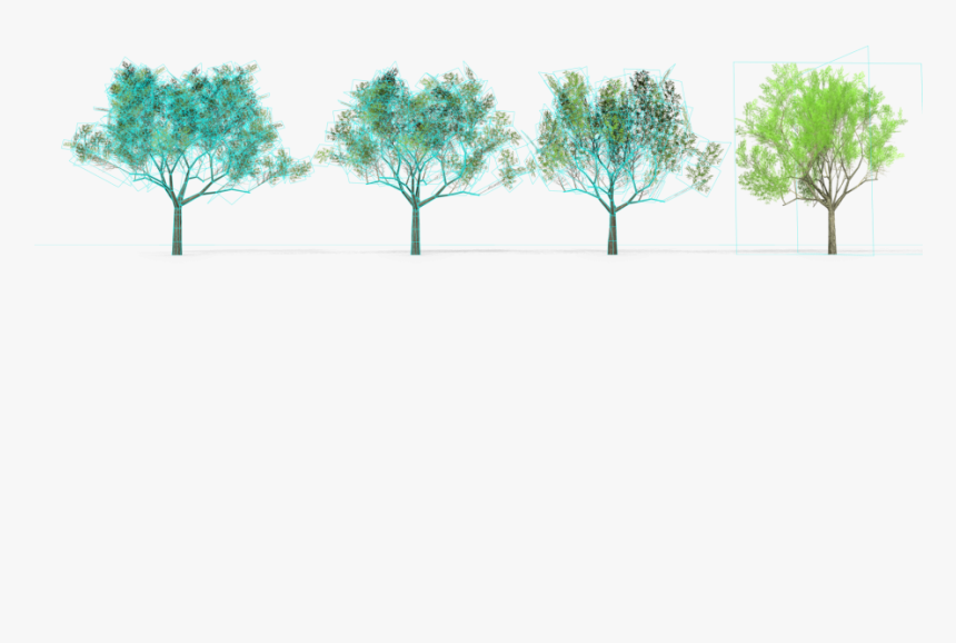 6 Eucalyptus Crebra Tree Royalty-free 3d Model