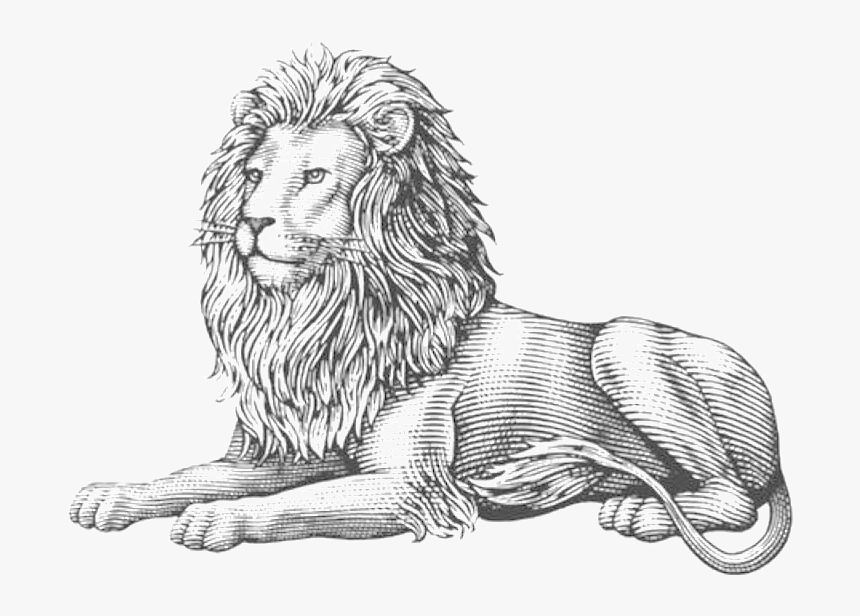 Lion Lion Is A Lover - Illustration