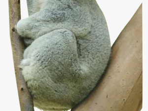 High Resolution Koala Bear