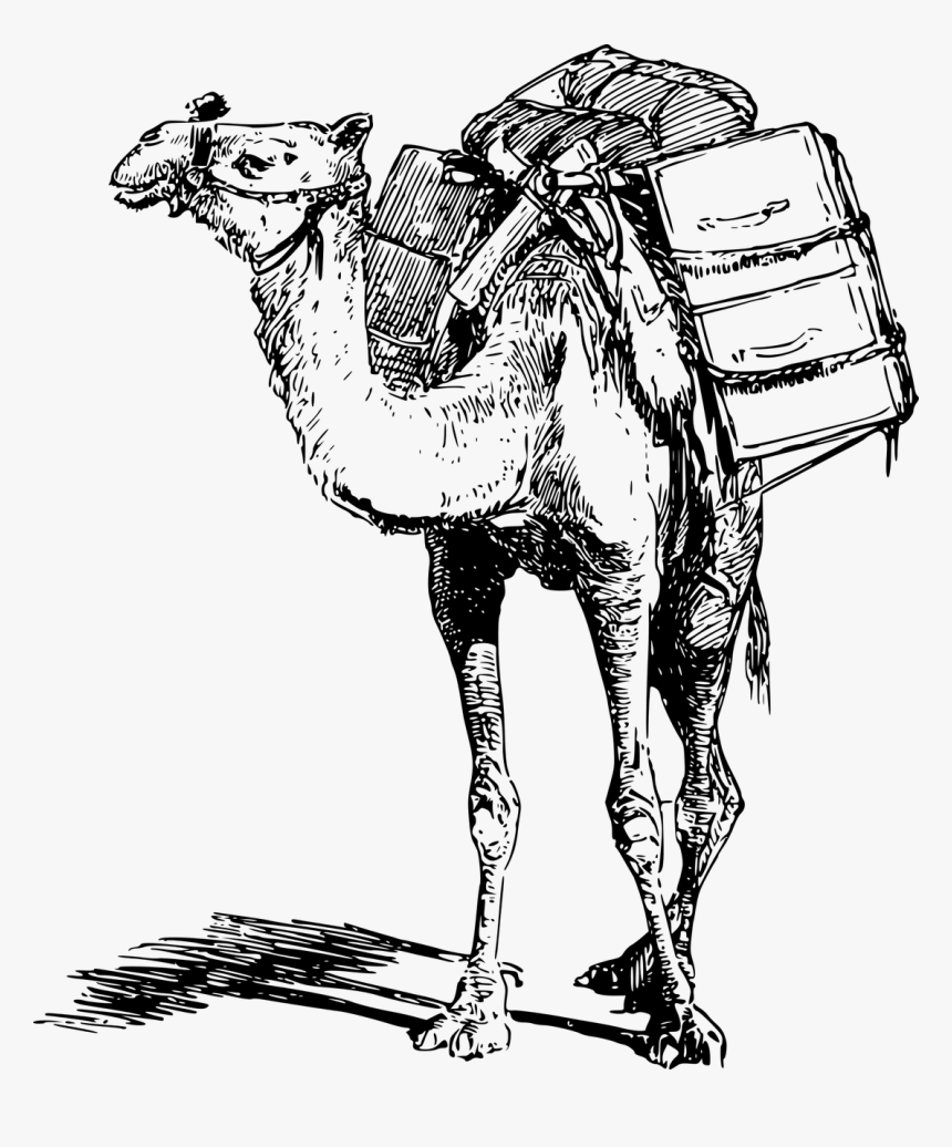 Animal Burden Camel Free Photo - Black And White Camel Png