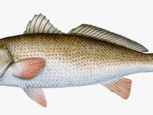 Red Drum Png