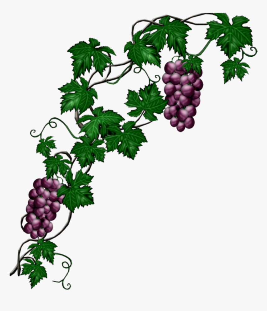 #mq #blue #grape #grapes #vine #vines - Grape Vine Png