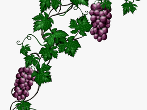 #mq #blue #grape #grapes #vine #vines - Grape Vine Png