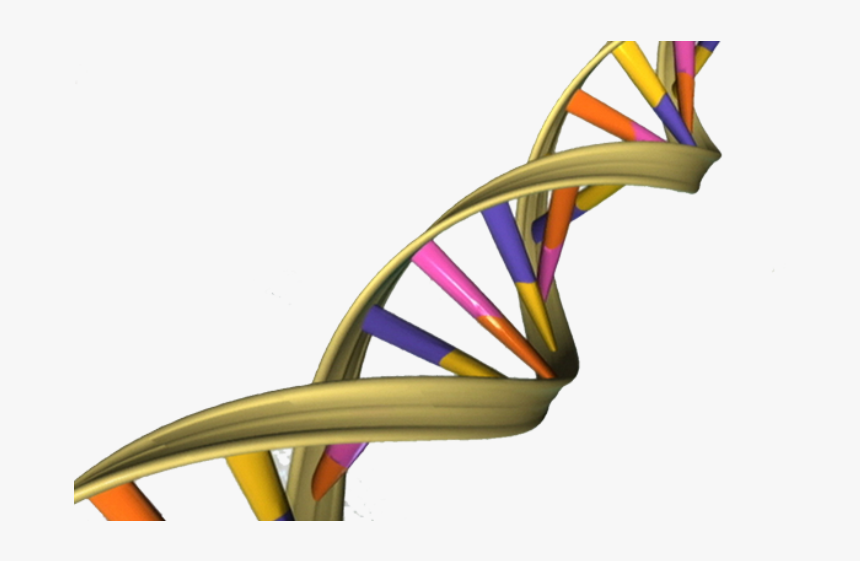 Aged Dna May Activate Genes Differently - Helix In Real Life