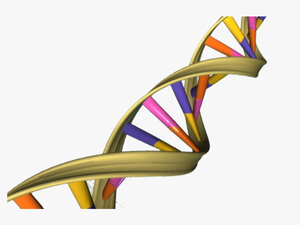 Aged Dna May Activate Genes Differently - Helix In Real Life