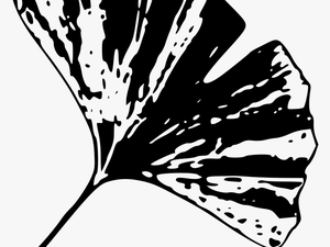 Gingko Leaf D Clip Arts - Black And White Gingko Leaf