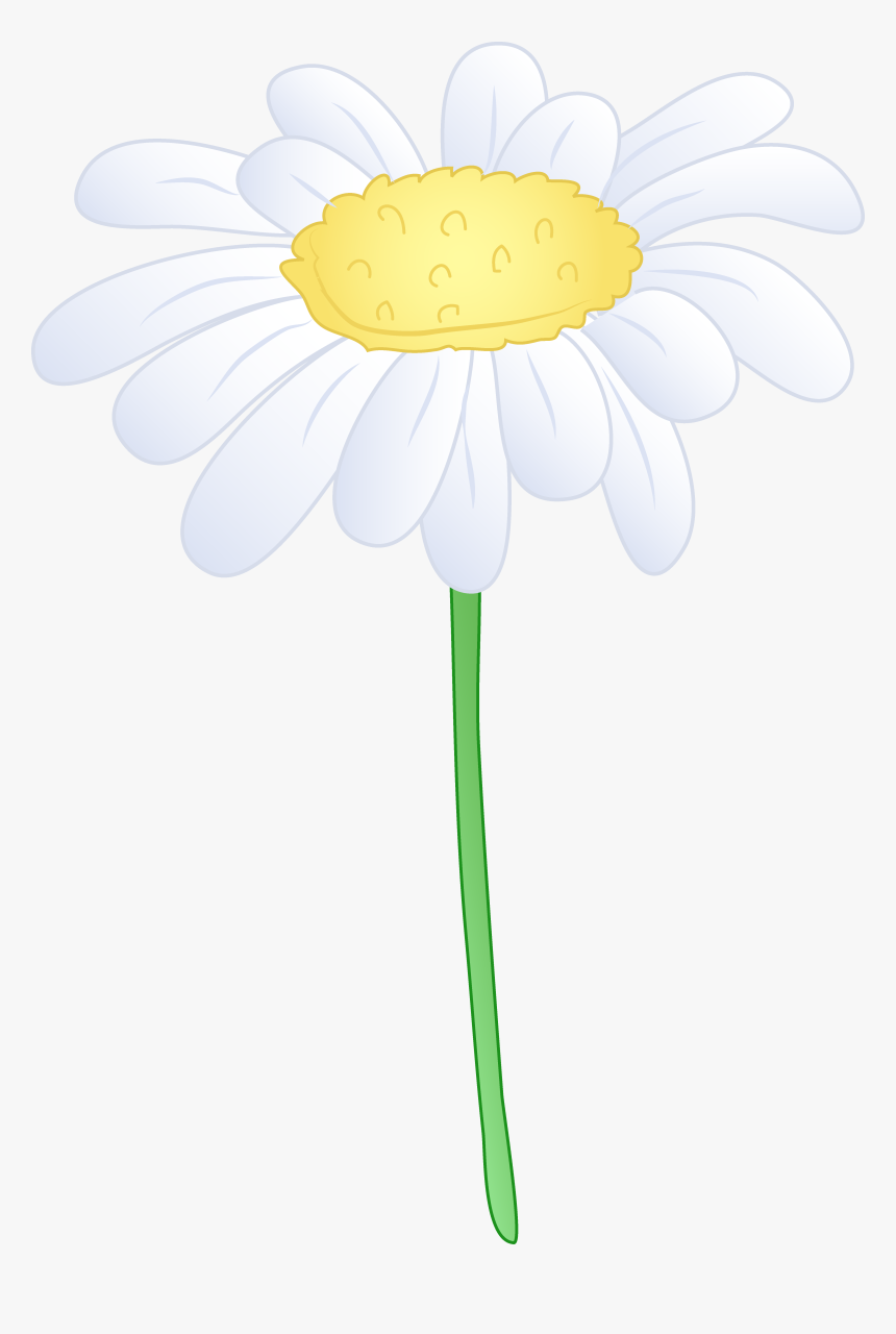 Single White Daisy Flower Hd Pho
