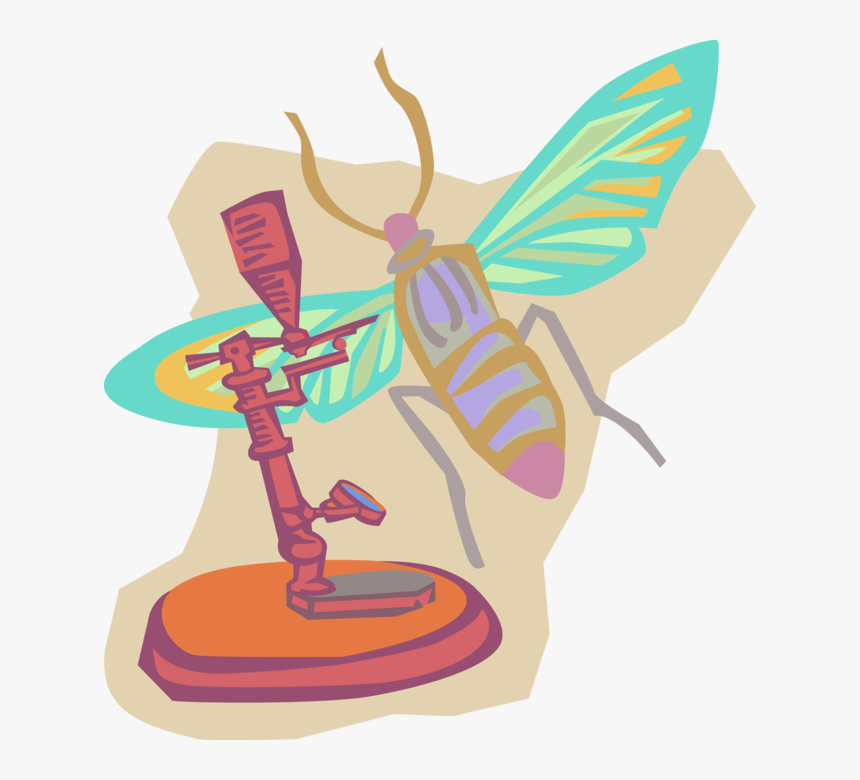 Vector Illustration Of Entomology Insect Research With