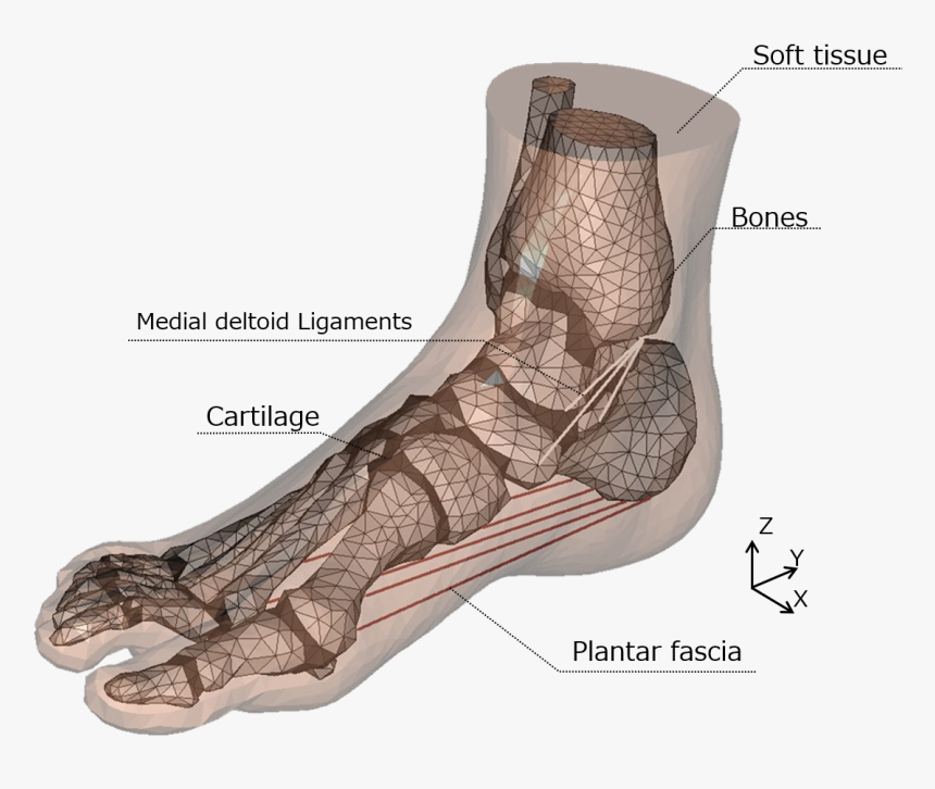 3d Model Foot Bones
