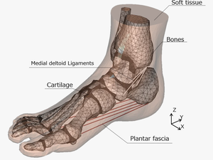 3d Model Foot Bones