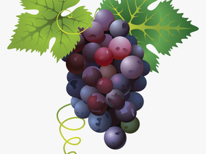 Grape Png Free Images - Transparent Grapes Png