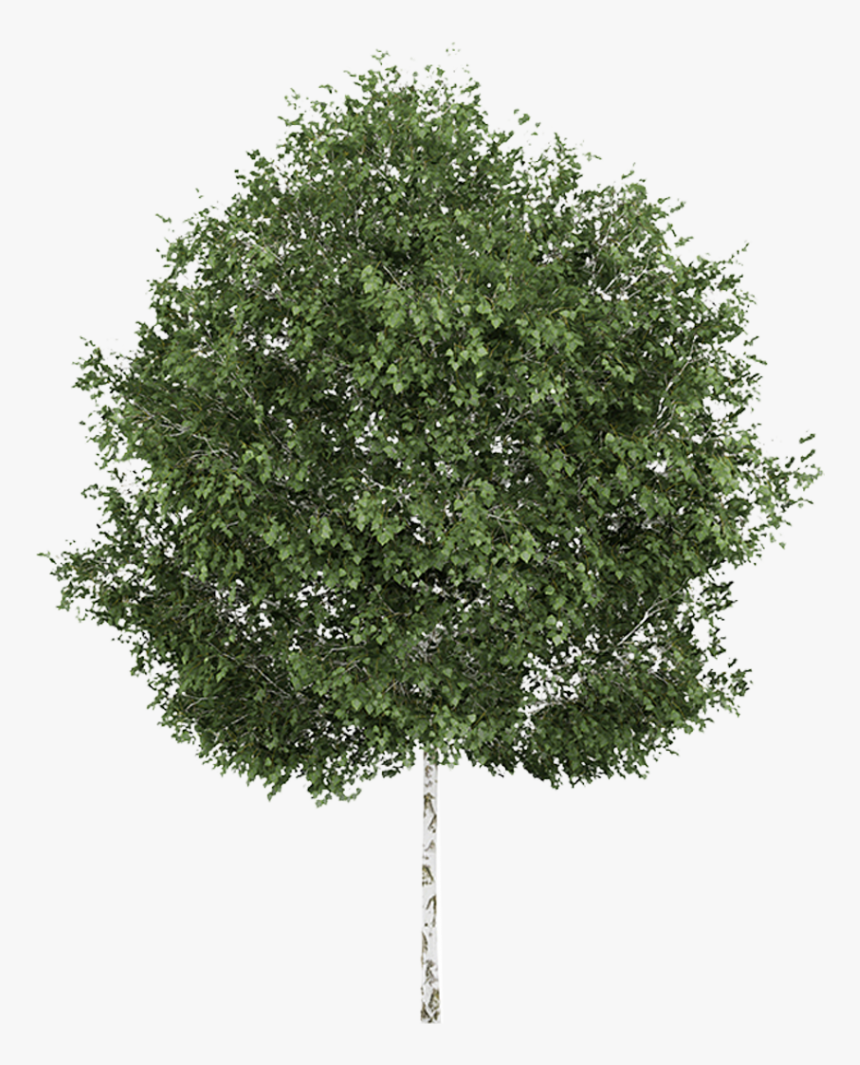 Transparent Aspen Tree Clipart - Silver Birch Tree Png