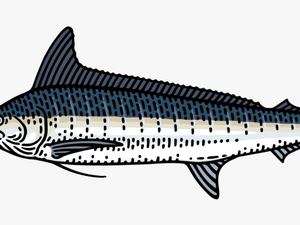 Marlin Clipart Xiphias - Spadron Fish