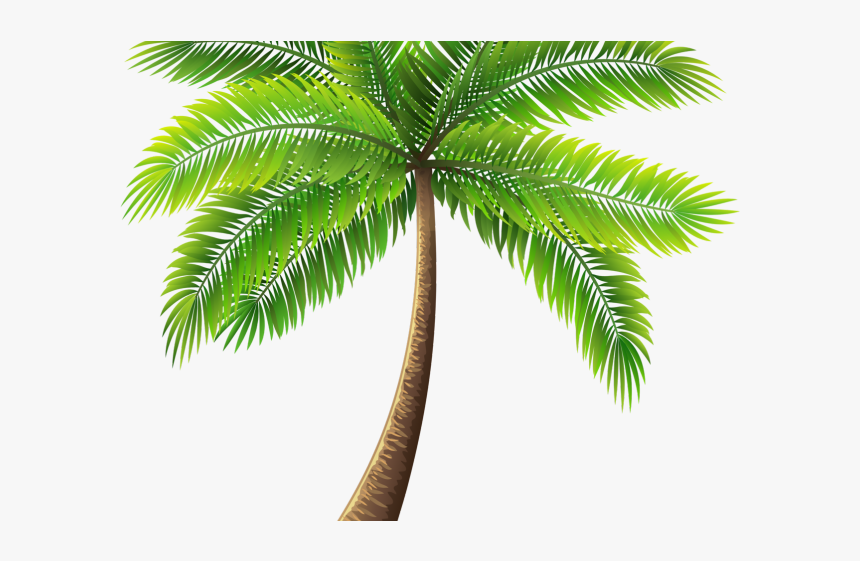 Transparent Background Palm Tree
