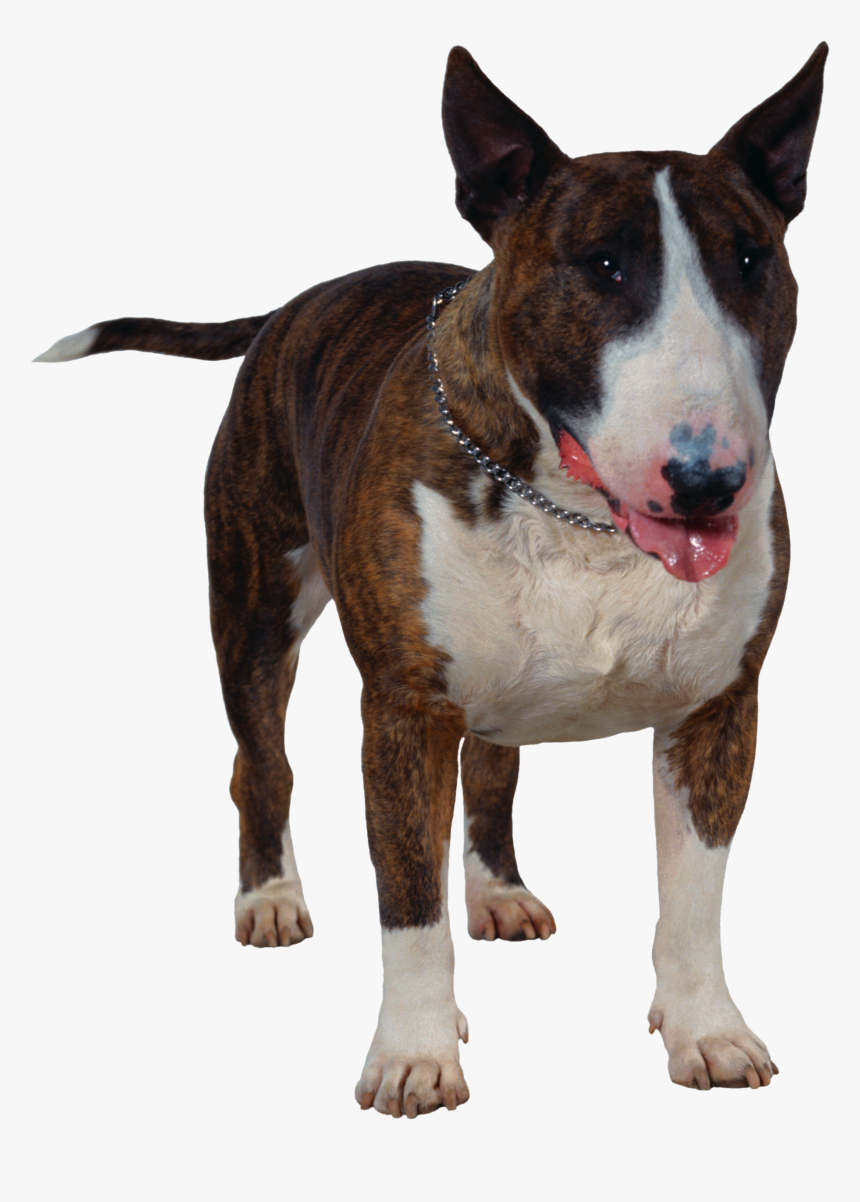Dog Png - Cão Bull Terrier Png