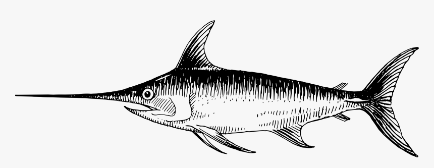 Shark Sketch Pictures - Swordfish Clipart Black And White