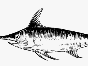 Shark Sketch Pictures - Swordfish Clipart Black And White