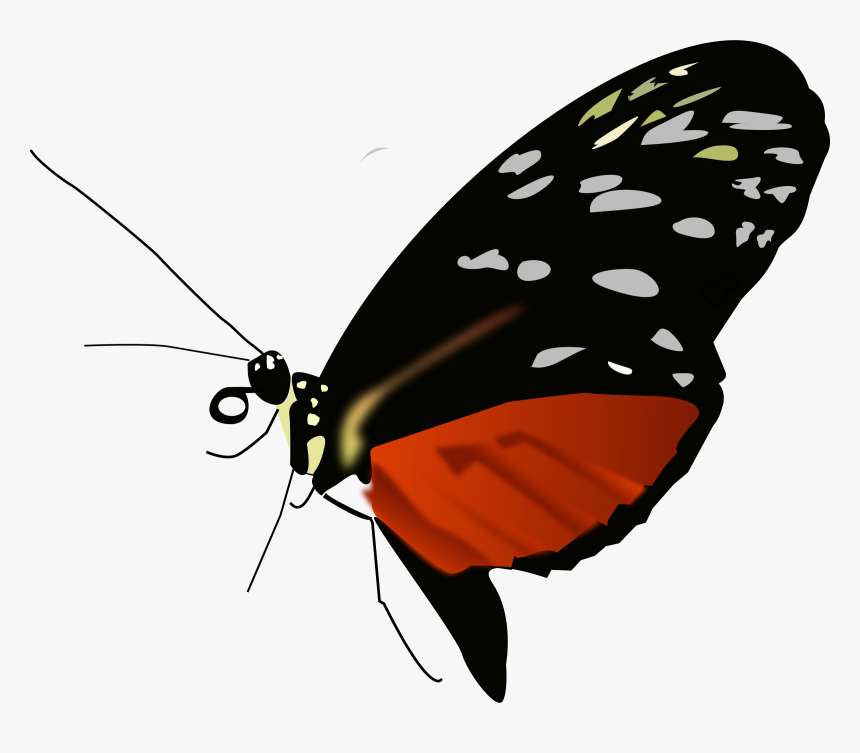 Dark Orange-black Butterfly Clip
