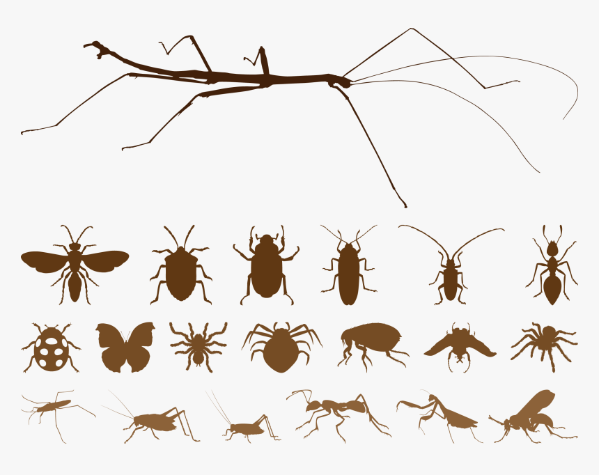 Mosquito Insect Spider Euclidean Vector - Free Vector Insects