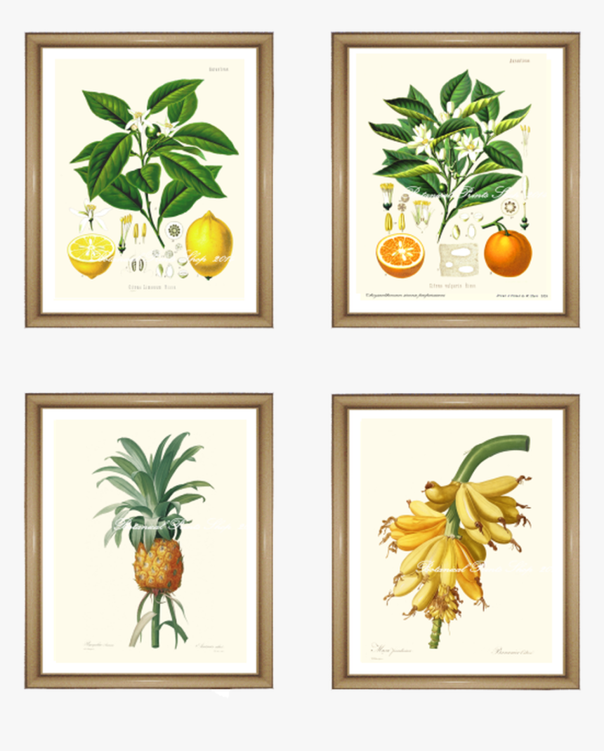 4 Tropical Fruit Prints Set - Framed Botanical Vintage Prints