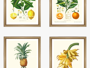4 Tropical Fruit Prints Set - Framed Botanical Vintage Prints