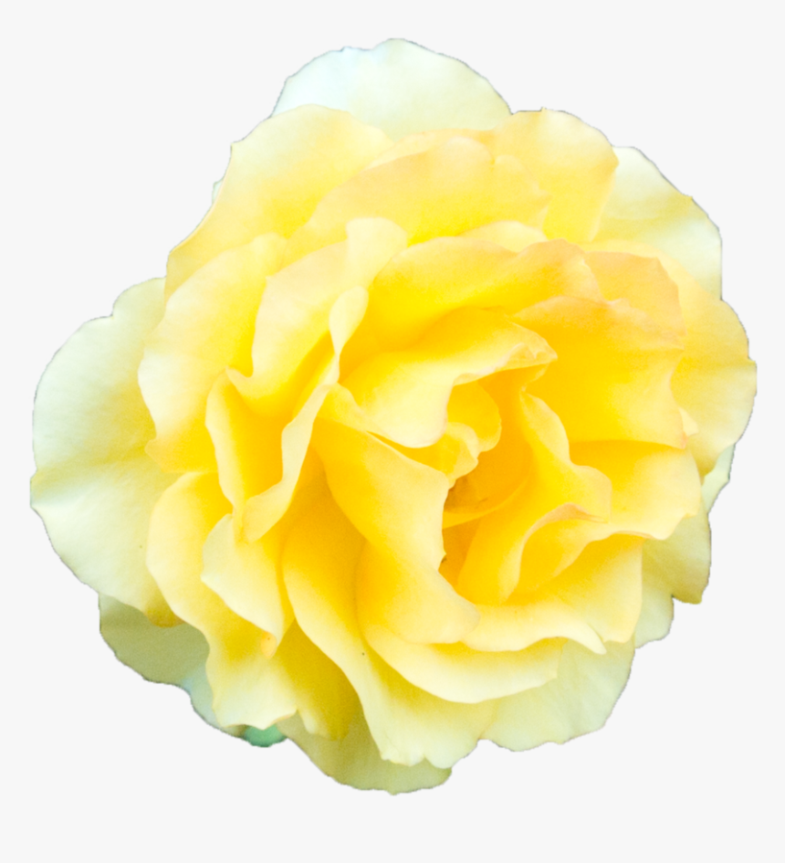 Yellow Flower Transparent Backgr