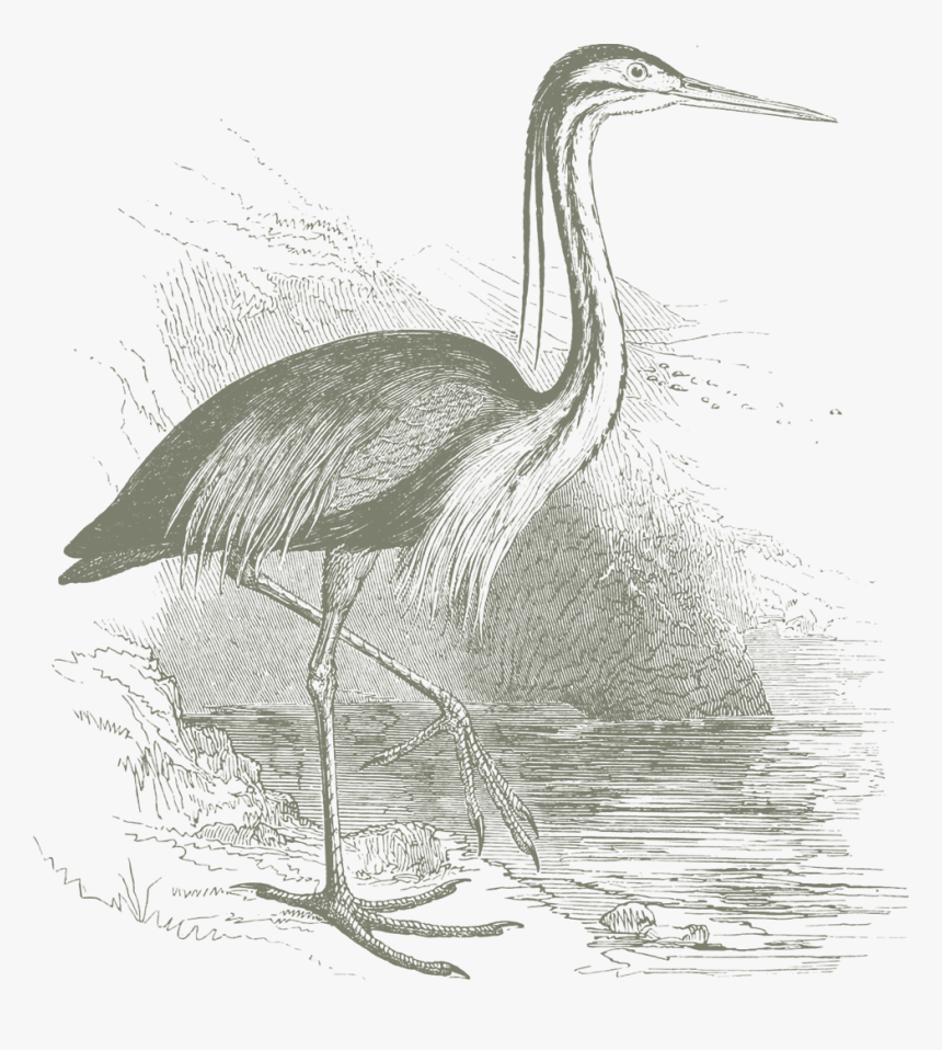 Transparent Crane Bird Png - Great Blue Heron