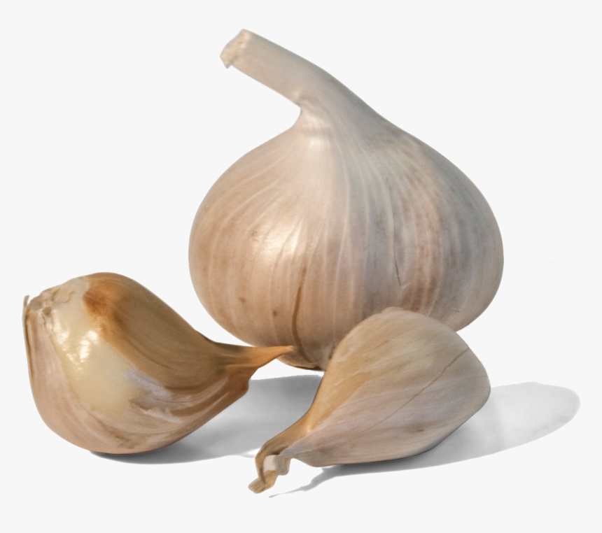 Transparent Ajo Png - Garlic On 