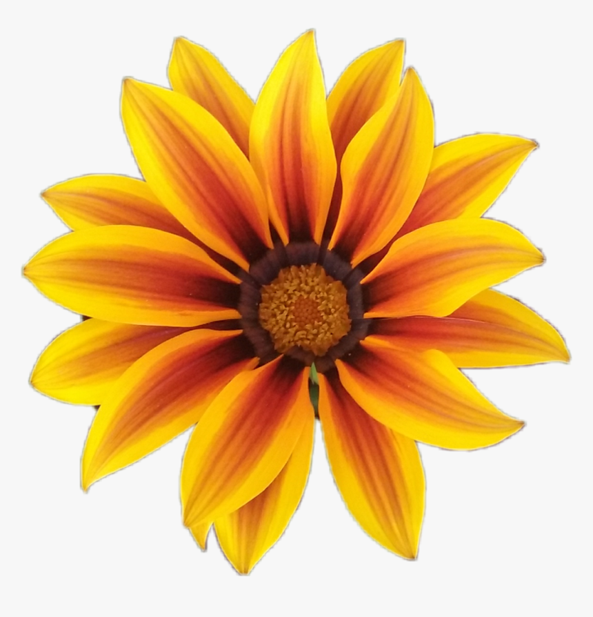 #fleur #flower #orange #orangeflower #fleurorange #nature - Ic 3 Gadda