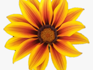 #fleur #flower #orange #orangeflower #fleurorange #nature - Ic 3 Gadda
