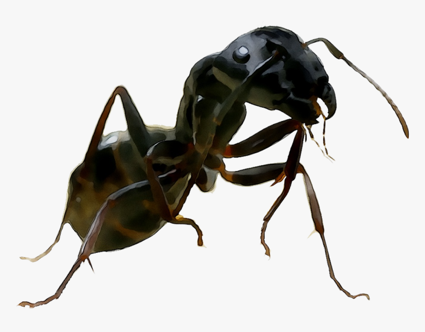 And United Termites Wasp Ants States Of Clipart - Carpenter Ant