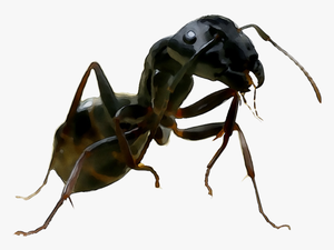 And United Termites Wasp Ants States Of Clipart - Carpenter Ant