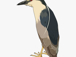 Transparent Heron Clipart - Black Crowned Night Heron Png