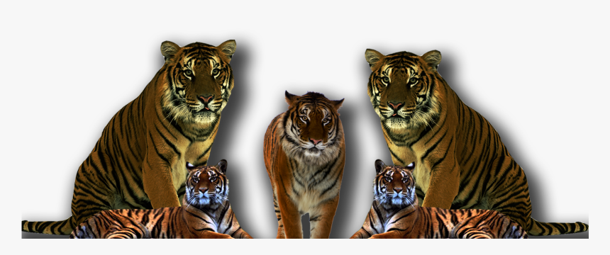 Transparent Tiger Face Clipart B