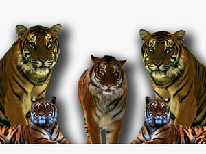 Transparent Tiger Face Clipart Black And White