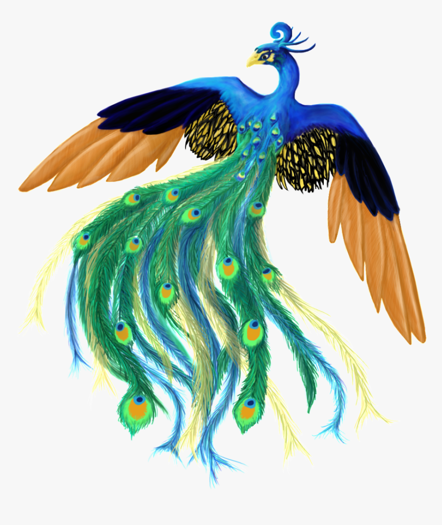 Peacock Png For Illustration