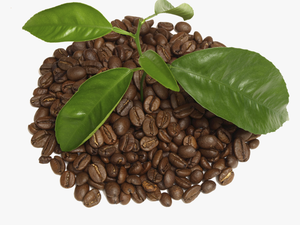 Coffee With Leaf Png - Houseplant