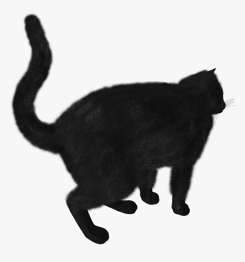 Download Black Cat Picture - Black Cat Png Gif