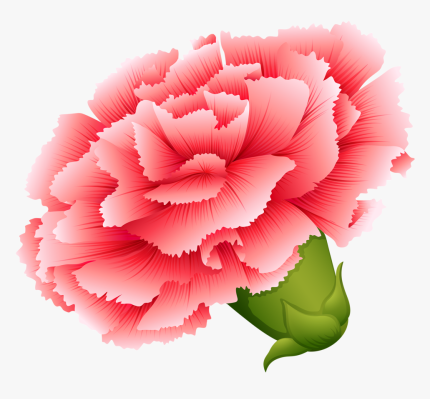 Vector Transparent Download Carnation Vector - Drawing Of Different Types Of Flowers