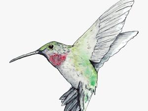 #freetoedit #porter #hummingbird #colibrí #colibri - Ruby-throated Hummingbird