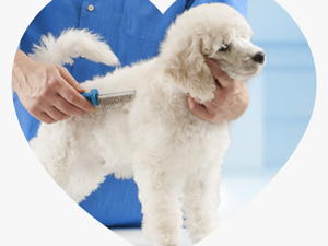 Poodle Grooming At The Salon For Dogs - Brush For Poodle Dogs
