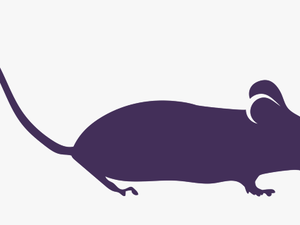 Animals » - Black And White Rat Png Clipart