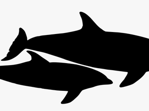 Dolphin Vector Graphic - Dolphin Vector