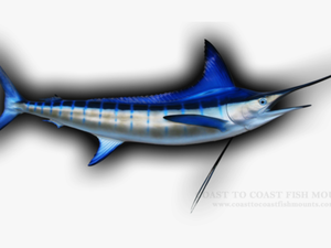Atlantic Blue Marlin